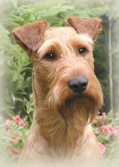 Champion Avalon vom BaeRoBaKa